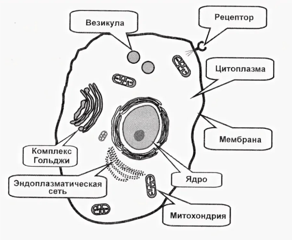 Строение животной клетки рисунок