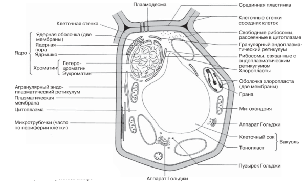 Сравнение клеток ЕГЭ