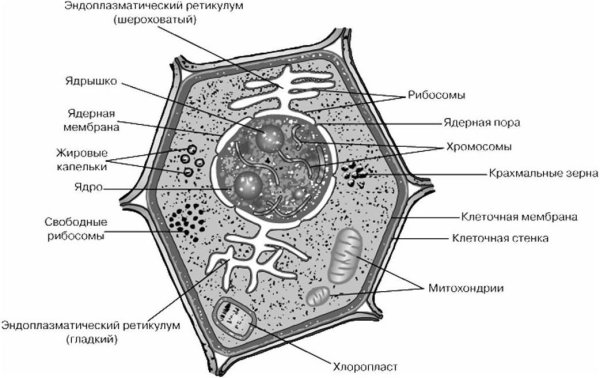 Обобщенная схема строения растительной клетки