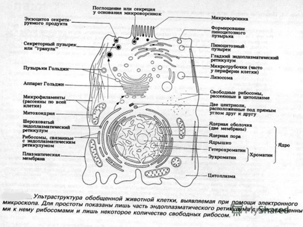 Строение эукариотической клетки клетки растения