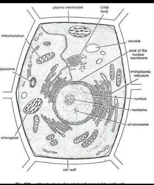 Растительная клетка цитология рисунок с подписями