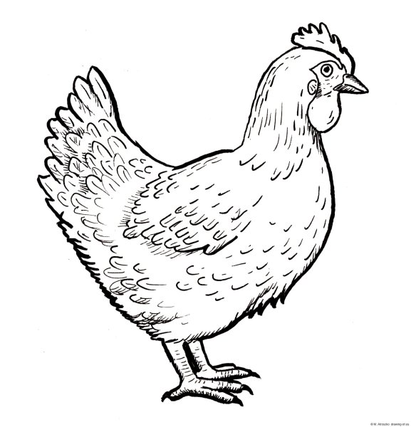 Курица черно белая