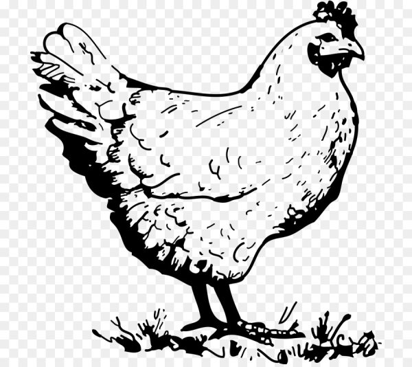 Курица черно белая