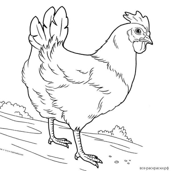 Курица для детей чб