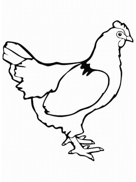 Курица раскраска для детей