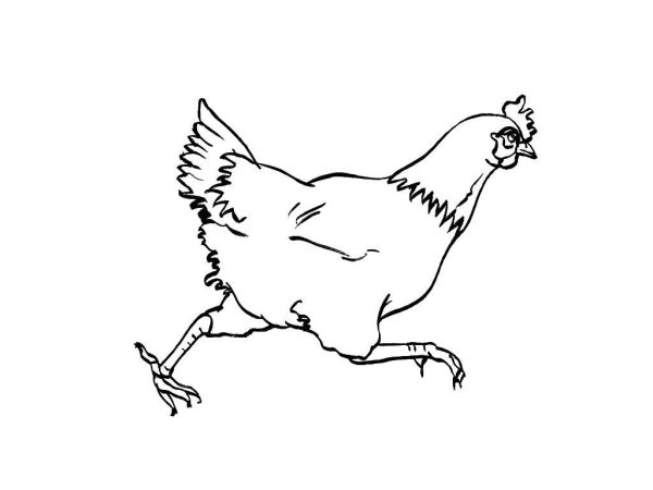 Курица с ведром раскраска
