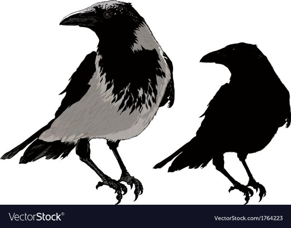 Силуэт вороны для детей