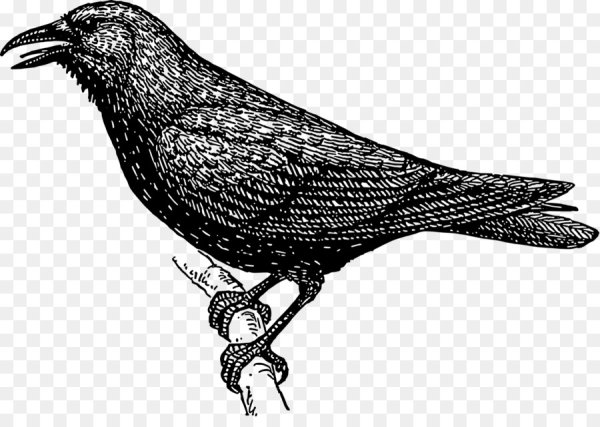 Черно белая ворона