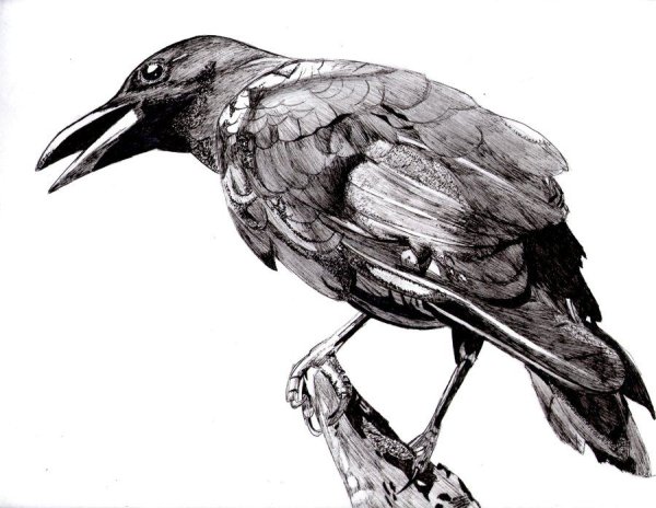 Ворона рисунок