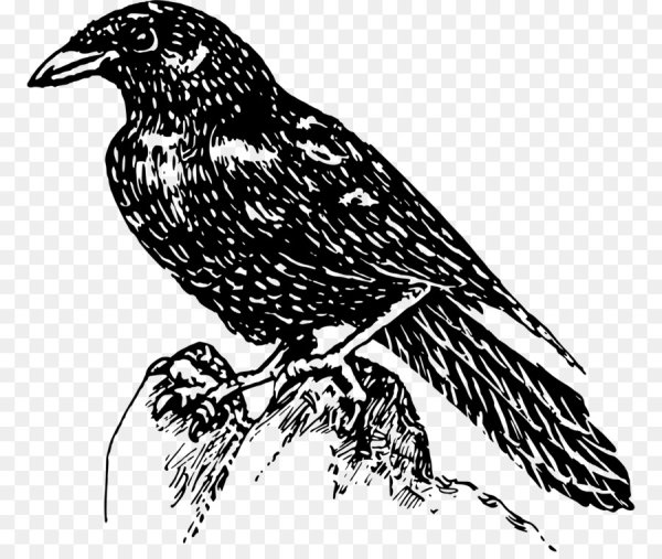 Ворона черно белая для детей