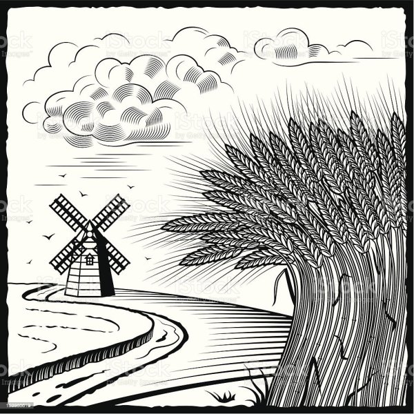 Поле в графике