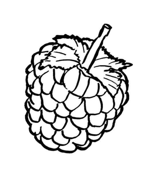 Малина раскраска