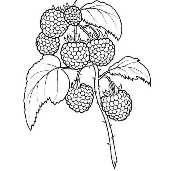 Малина раскраска