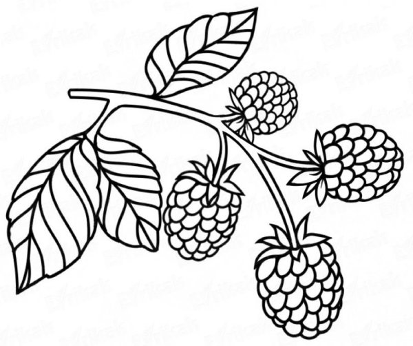 Куст с ягодами раскраска