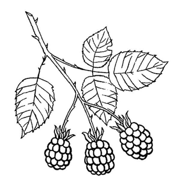 Ягоды раскраска для детей