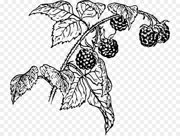 Раскраска ежевика с малиной
