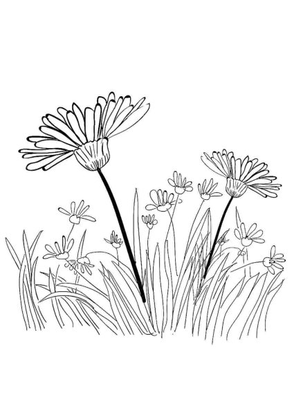 Раскраски полевые цветы и травы