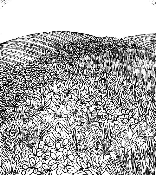 Раскраска поле с цветами