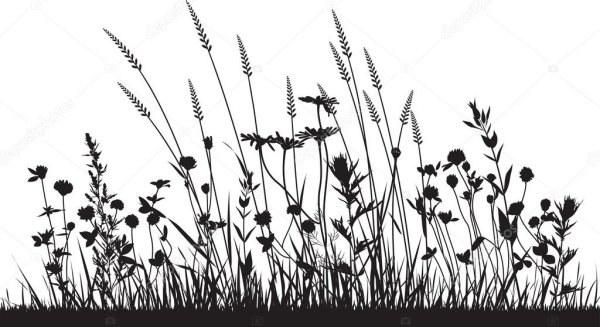 Полевые травы вектор