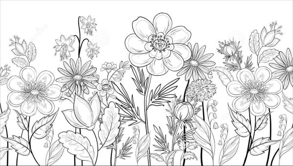 Полевые цветы контурный рисунок