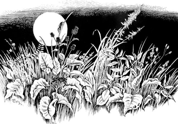 Иллюстрации тушью и пером