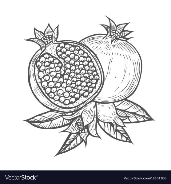 Эскиз граната фрукт