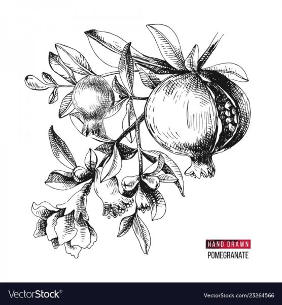 Ветка граната в карандаше