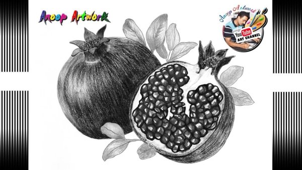 Гранат рисунок карандашом