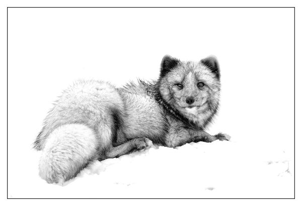 Песец карандашом