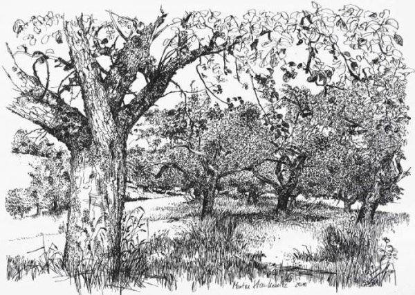 Яблоня дерево Графика