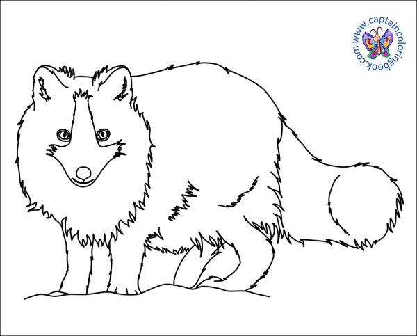 Лиса карандашом