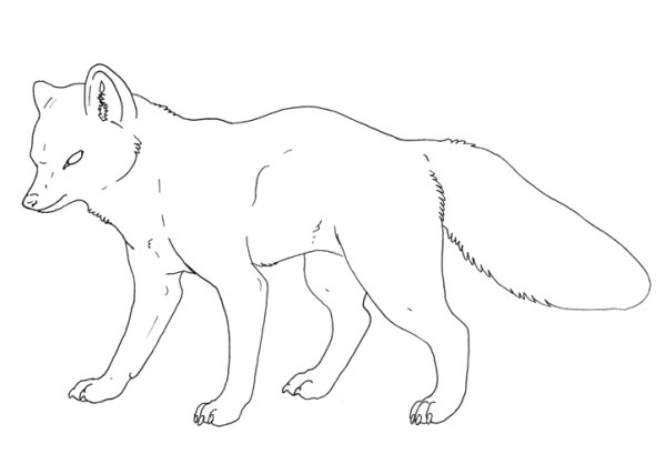 Северный песец рисунок