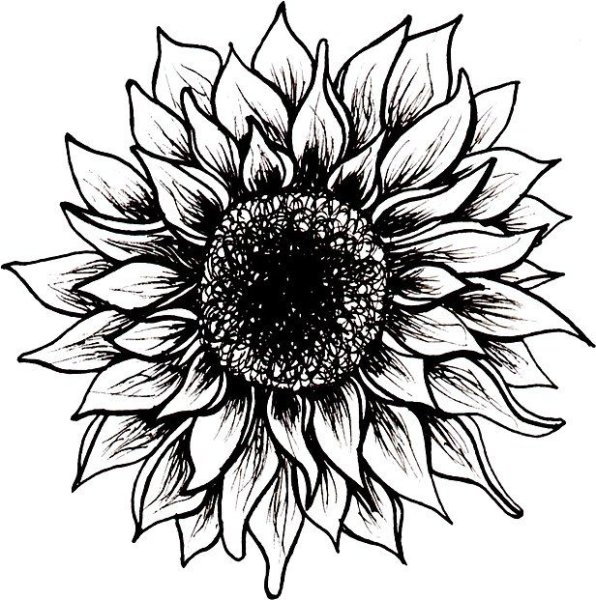 Подсолнух эскиз