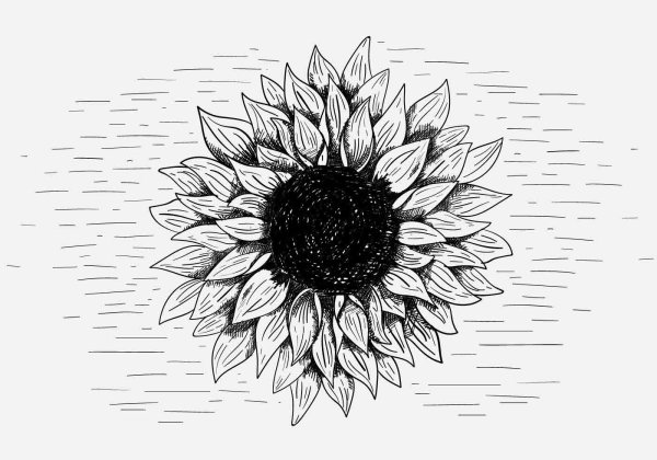 Подсолнух Графика