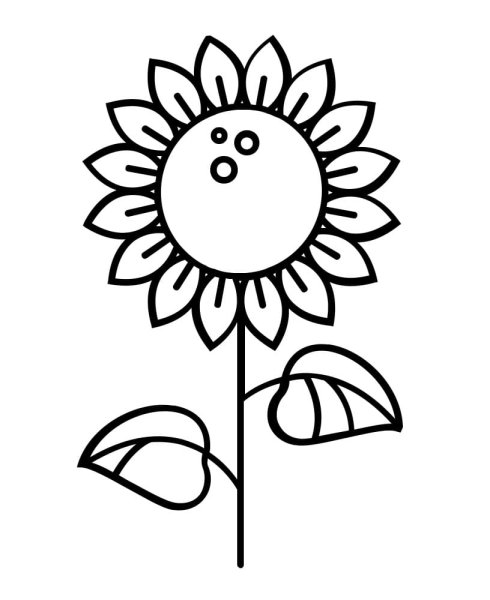 Подсолнух набросок