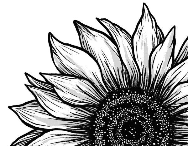 Подсолнух рисунок