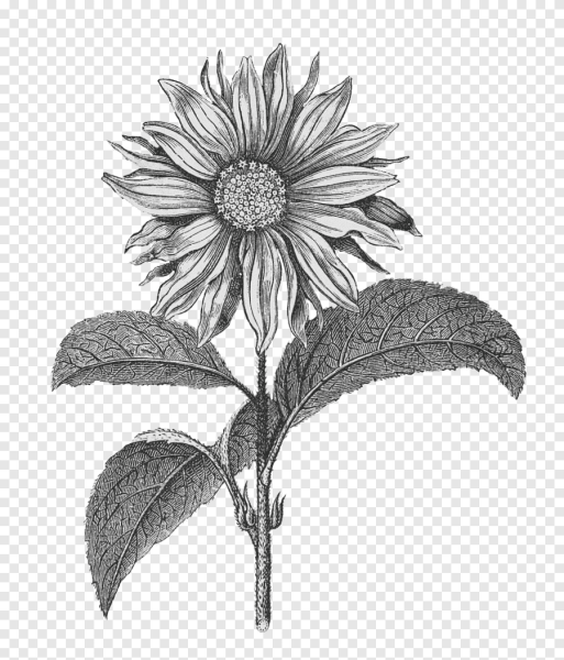 Раскраска цветы подсолнух