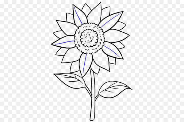 Подсолнух. Раскраска