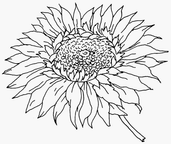 Подсолнух черно белый