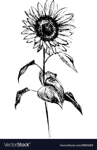 Подсолнух набросок для начинающих
