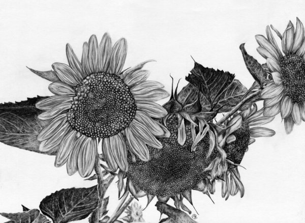 Подсолнух зарисовка
