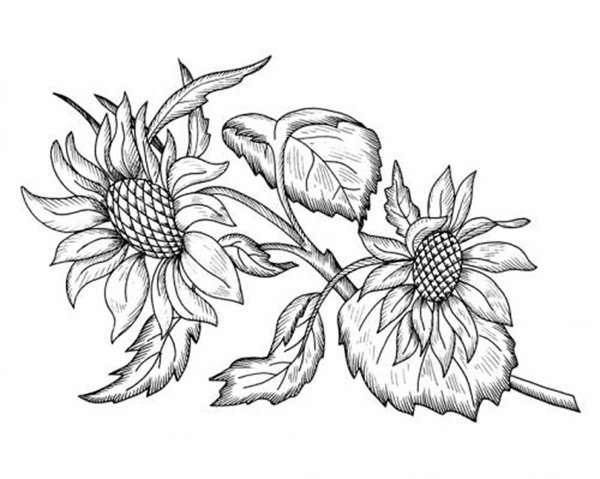 Подсолнух эскиз