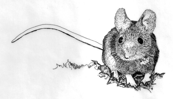 Мышь в графике