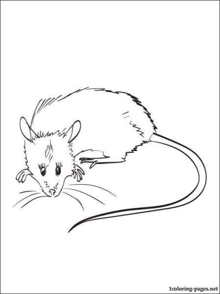 Мышь черно белая