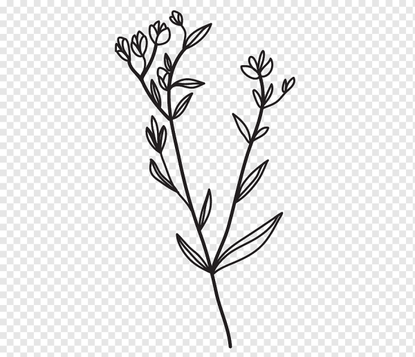 Очертания растений