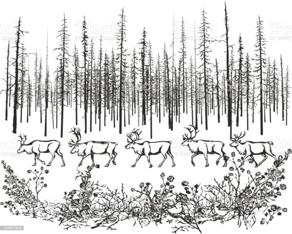 Тайга орнамент