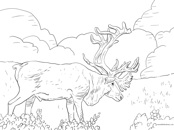 Тундра черно белый рисунок