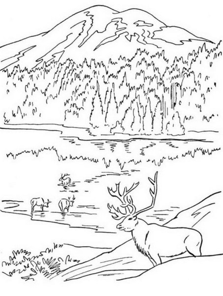 Северный олень