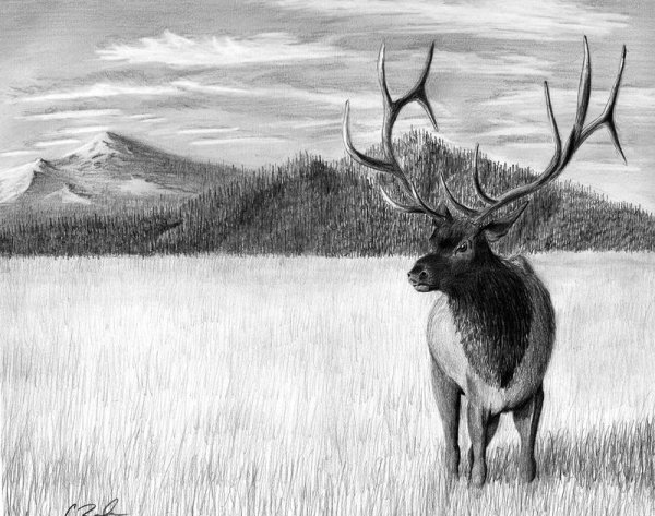 Олени в упряжке для раскрашивания