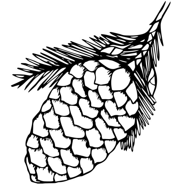 Шишки раскраска